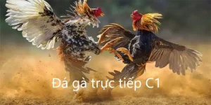 đá gà trực tiếp c1