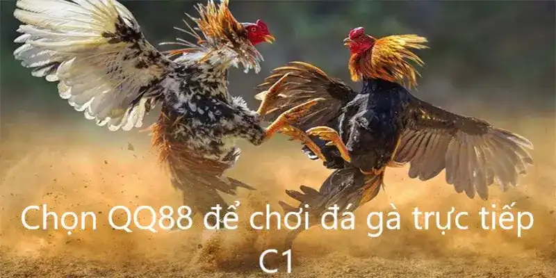 Lý do nên chơi đá gà tại QQ88